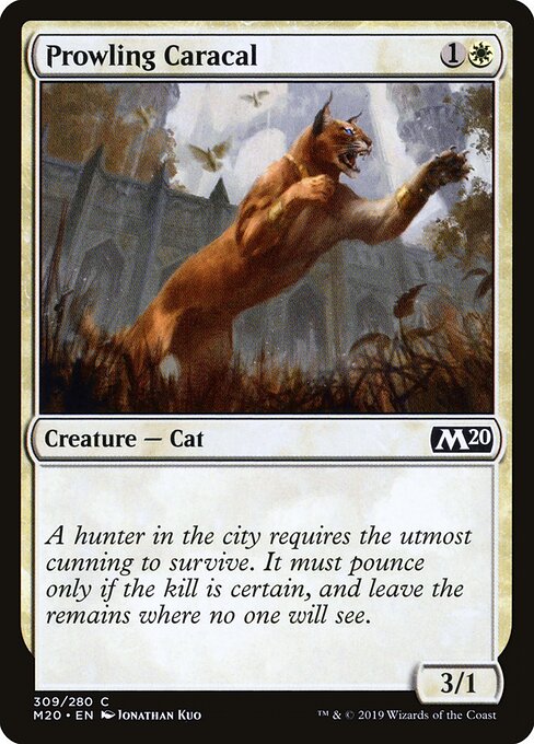 Prowling Caracal 309