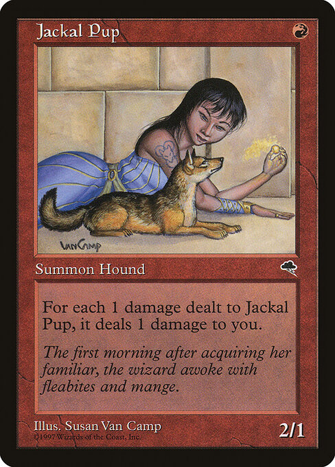Jackal Pup 183
