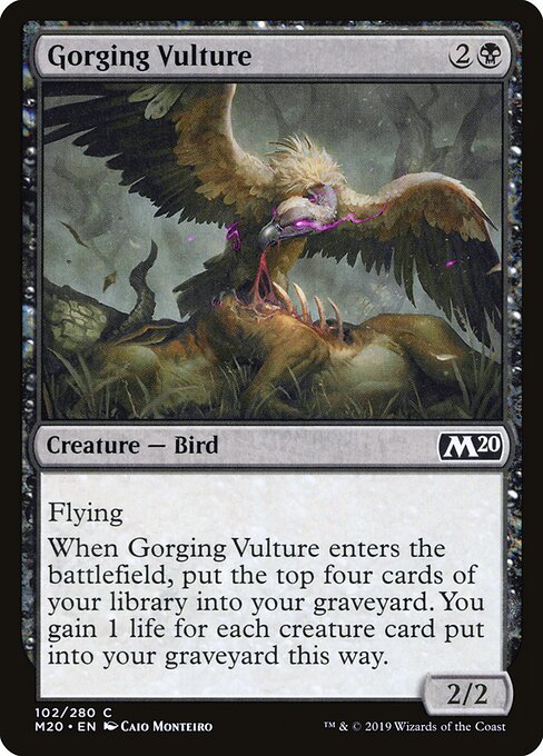 Gorging Vulture 102