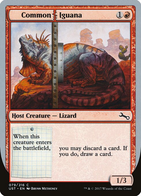 Common Iguana 79