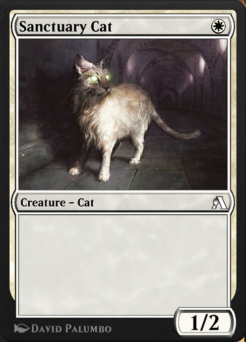 Sanctuary Cat 17