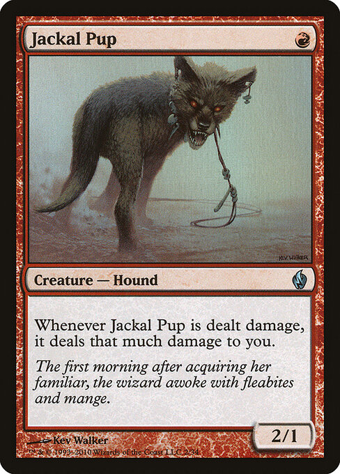 Jackal Pup 2