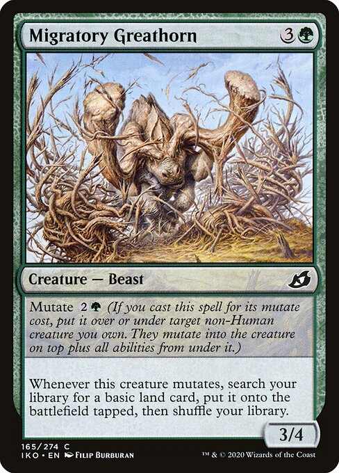 Migratory Greathorn 165