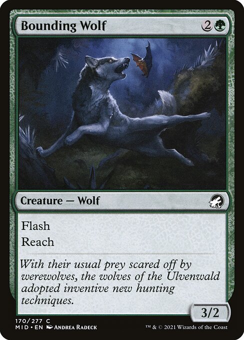 Bounding Wolf 170