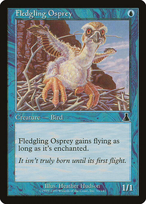 Fledgling Osprey 33