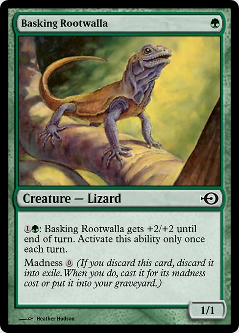 Basking Rootwalla 35152