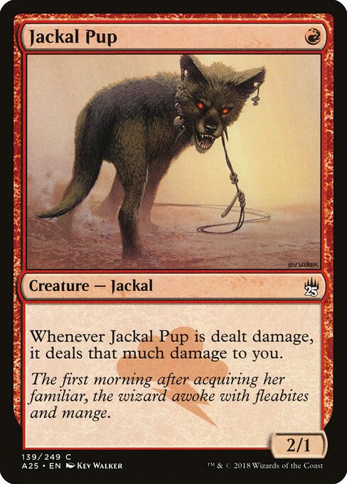 Jackal Pup 139