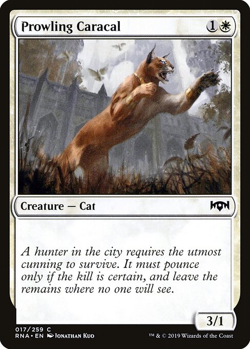 Prowling Caracal 17