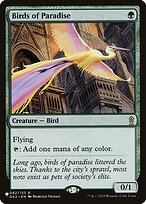 Birds of Paradise