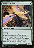 Birds of Paradise
